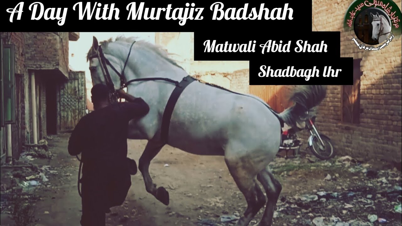 Murtajiz Badshah Matwali Abid Shah Shadbagh lhr.#viral #zuljanah #youtube @murtajizbadshah1214