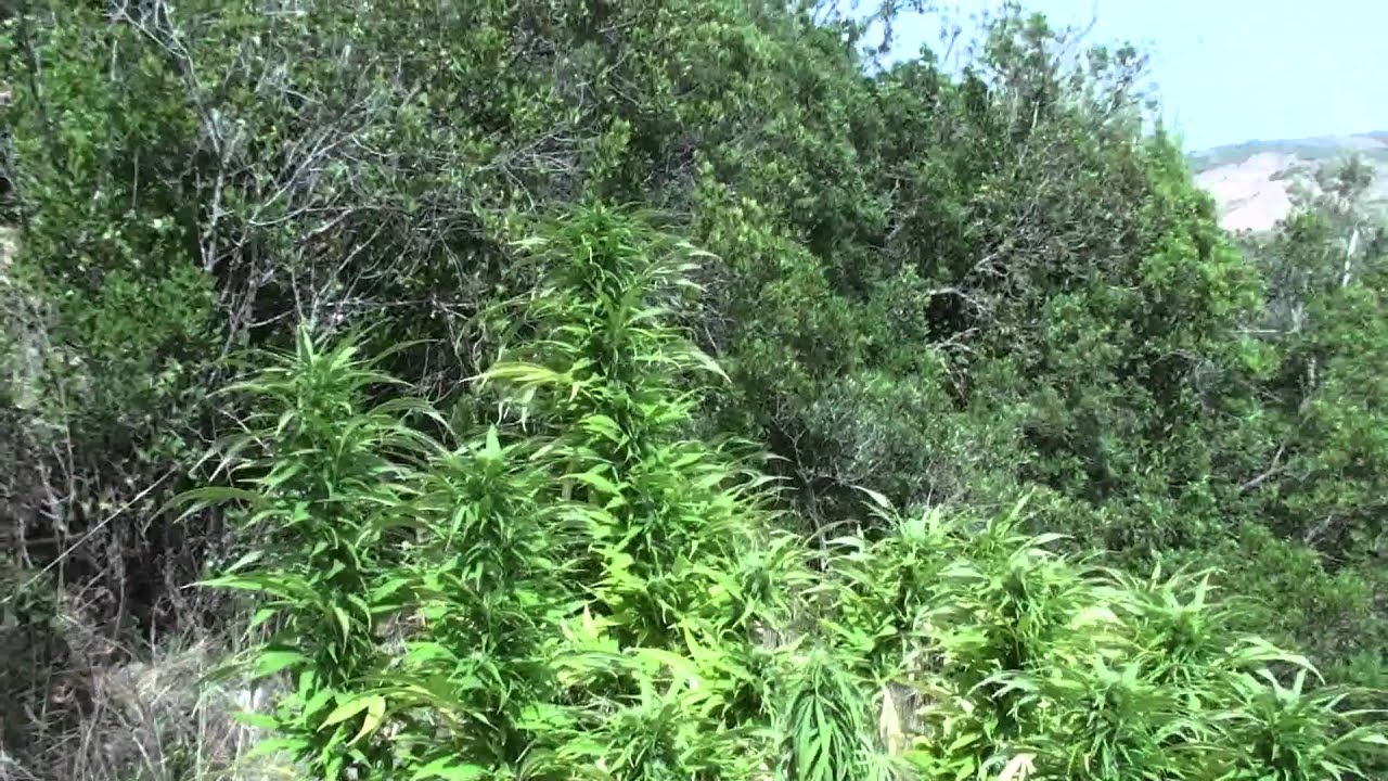 The Master Kush!! Very Master with Master problem