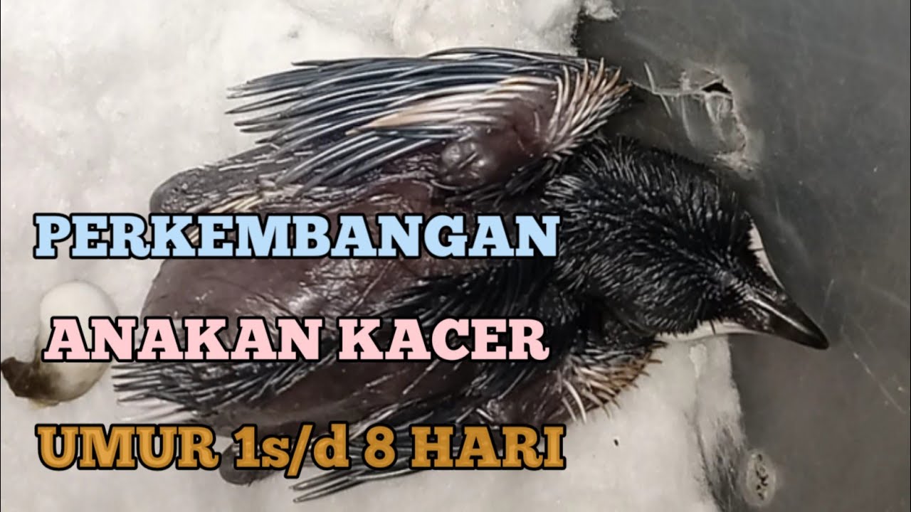PERKEMBANGAN ANAKAN KACER UMUR 1 S/D 8 HARI