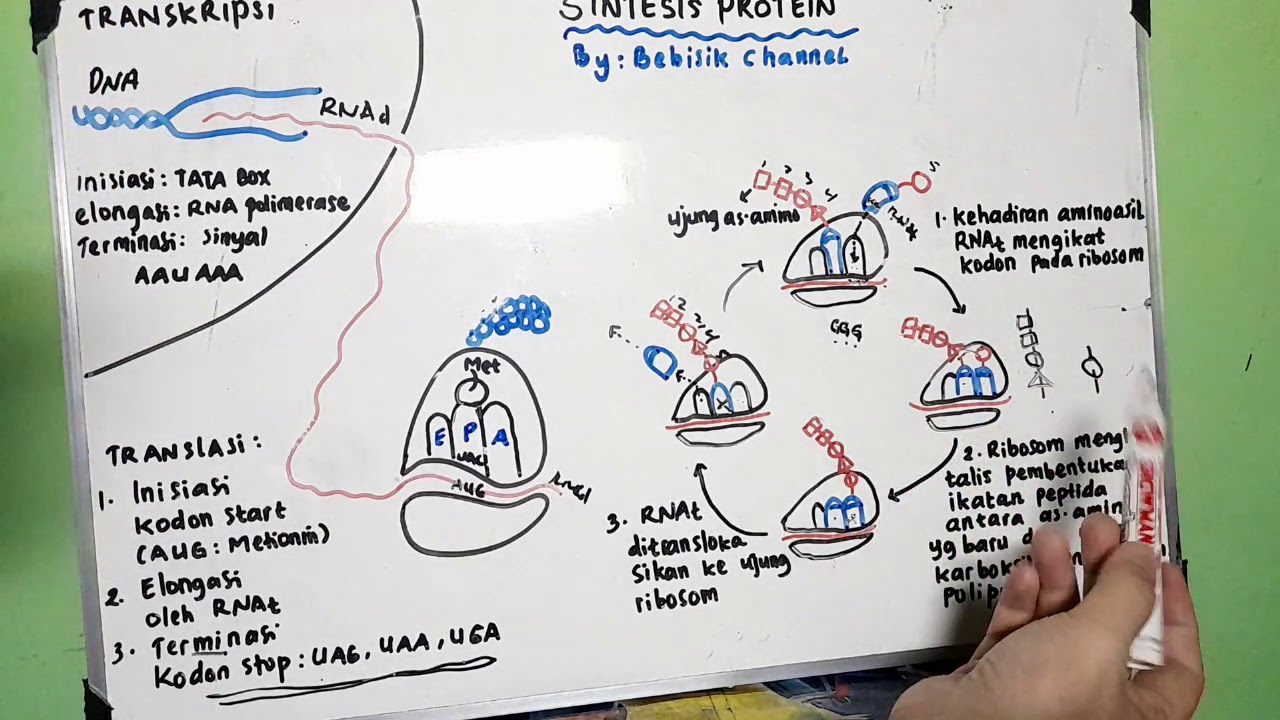 Proses Sintesis Protein : Transkripsi dan Translasi