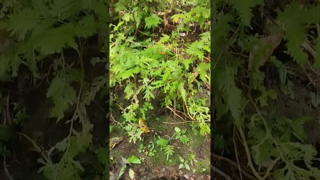 pinamalayan mindoro #video #mindoro #philippines 