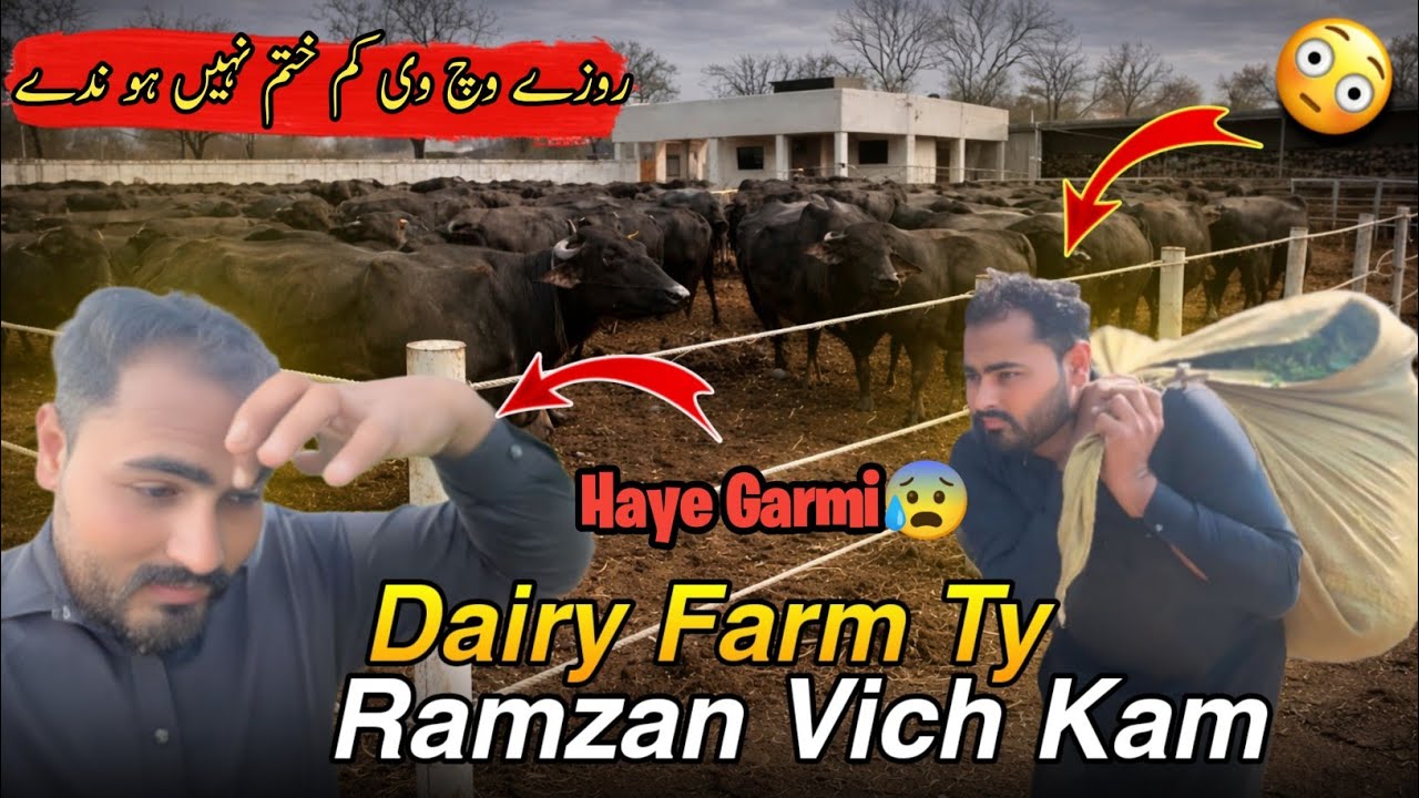 Dairy Farm Ty Ramzan Vich Kam 😳| Rozy Vich Kam Nhi Khatam Hundy | Haye Garmi 😰