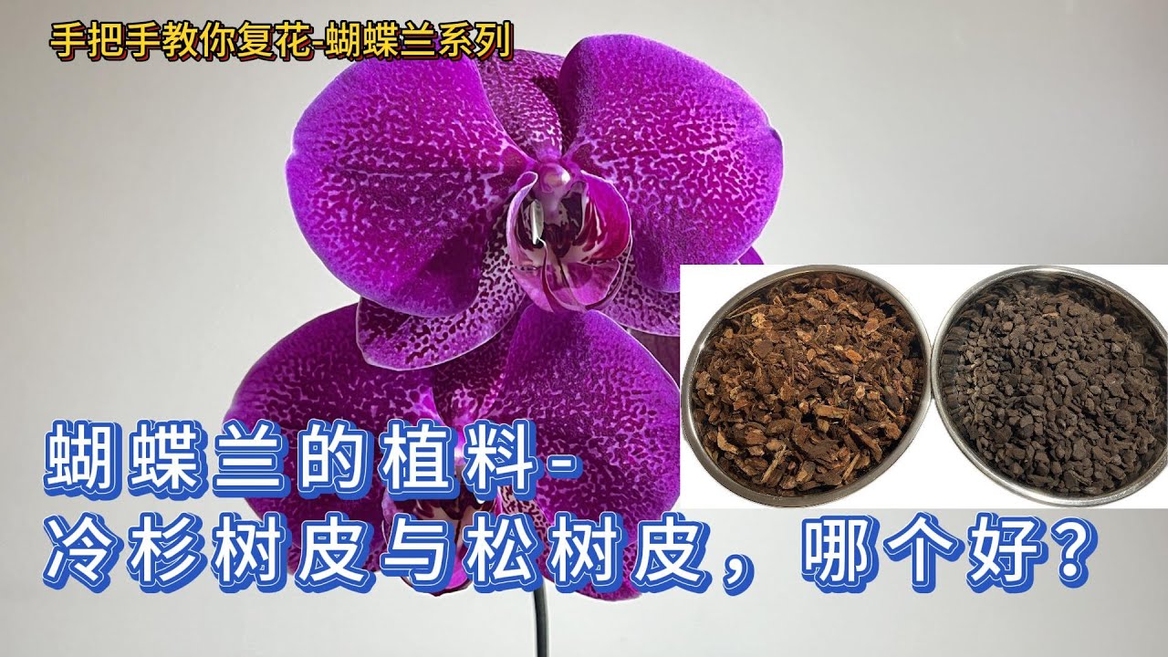 手把手教你复花-蝴蝶兰 95- 蝴蝶兰的植料-冷杉树皮和松树皮， 哪个好？