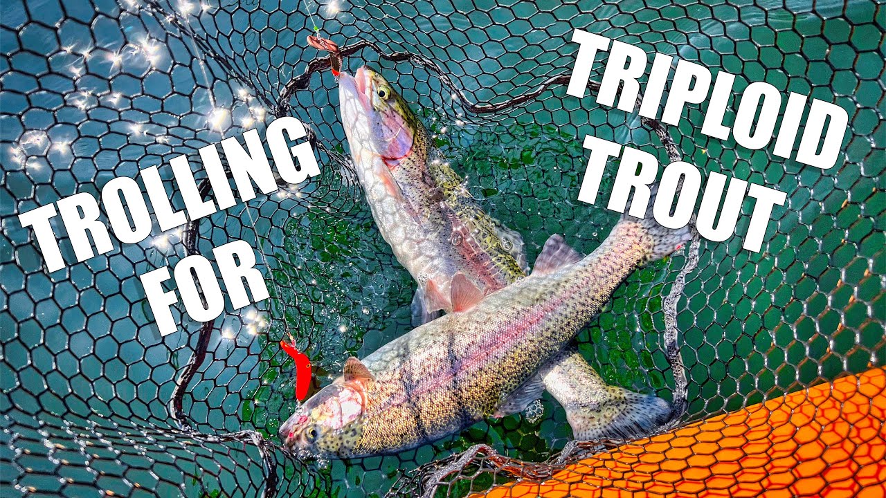 Trolling for Triploid Rainbow Trout
