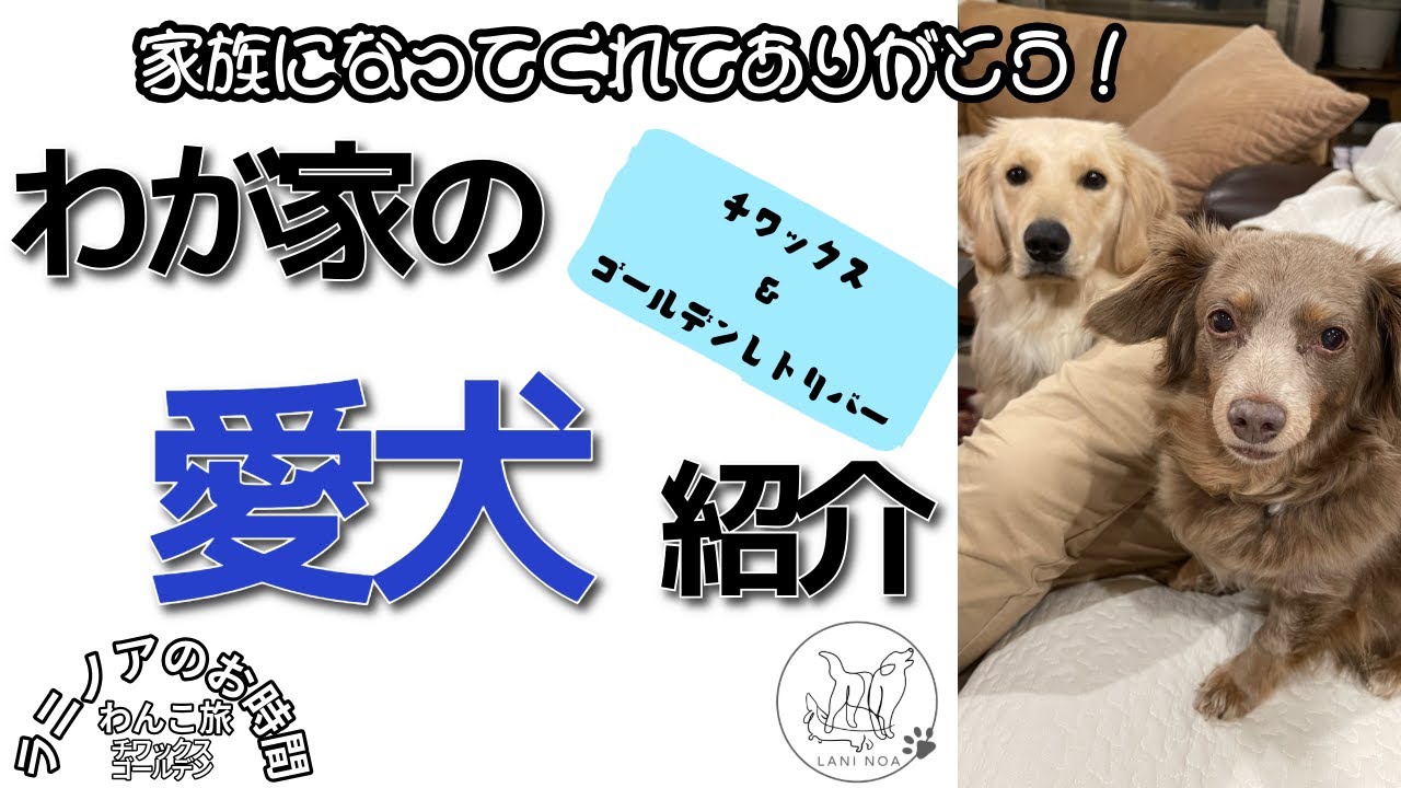 家族になってくれてありがとう♡ 　わが家の愛犬たちを紹介します！　#dog  #犬 #goldenretriever #ゴールデンレトリバー #チワックス　#犬家族　#わんこ