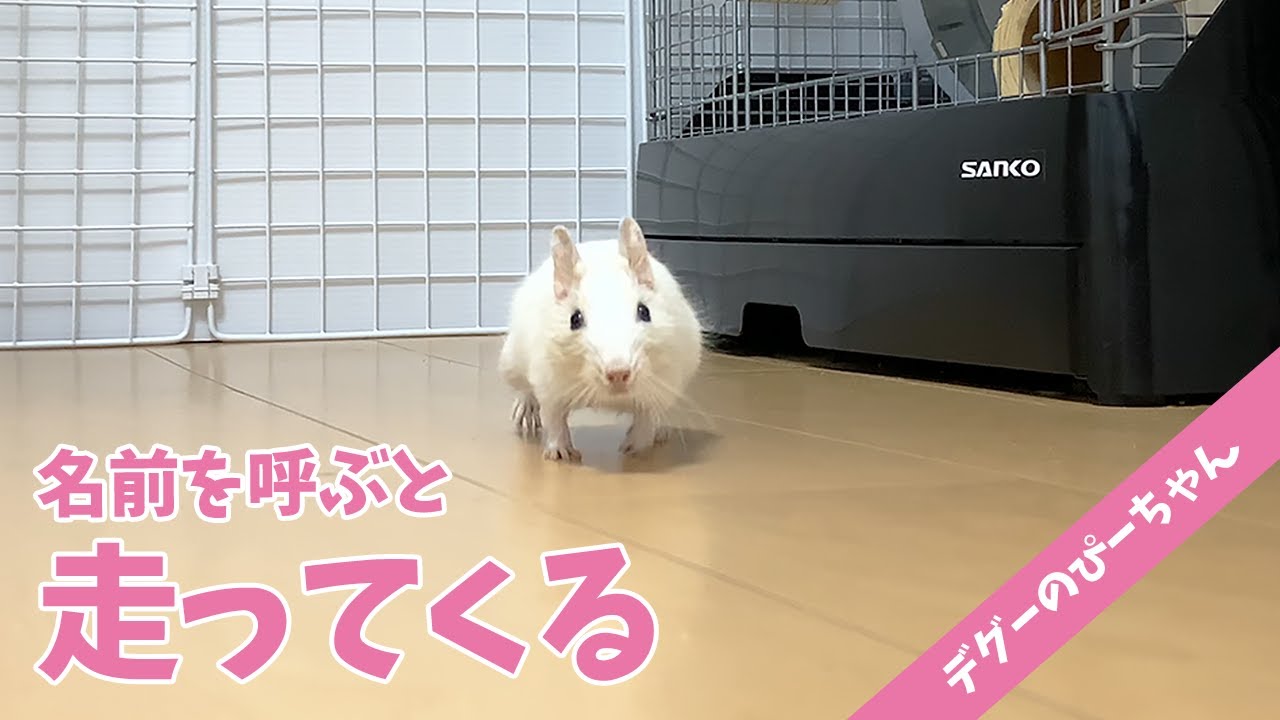 【デグー】名前を呼ぶと一生懸命走ってくる姿が可愛い！Funny and Cute Degu