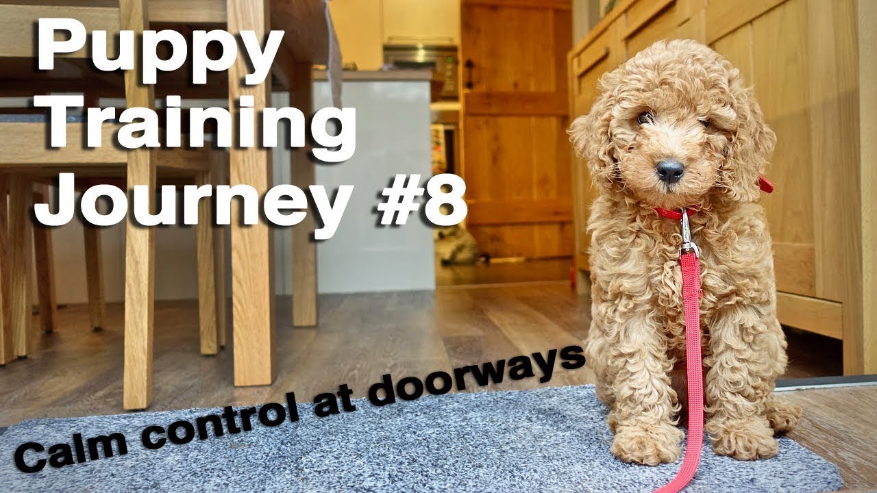 Calm Control at Doorways With a Puppy. #8