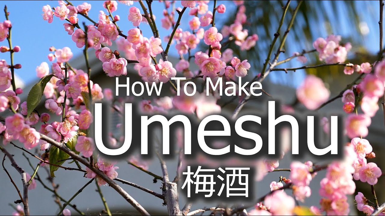 Umeshu - Japanese Plum Wine | Shiso | Shiro - Kaga Nanko Ume