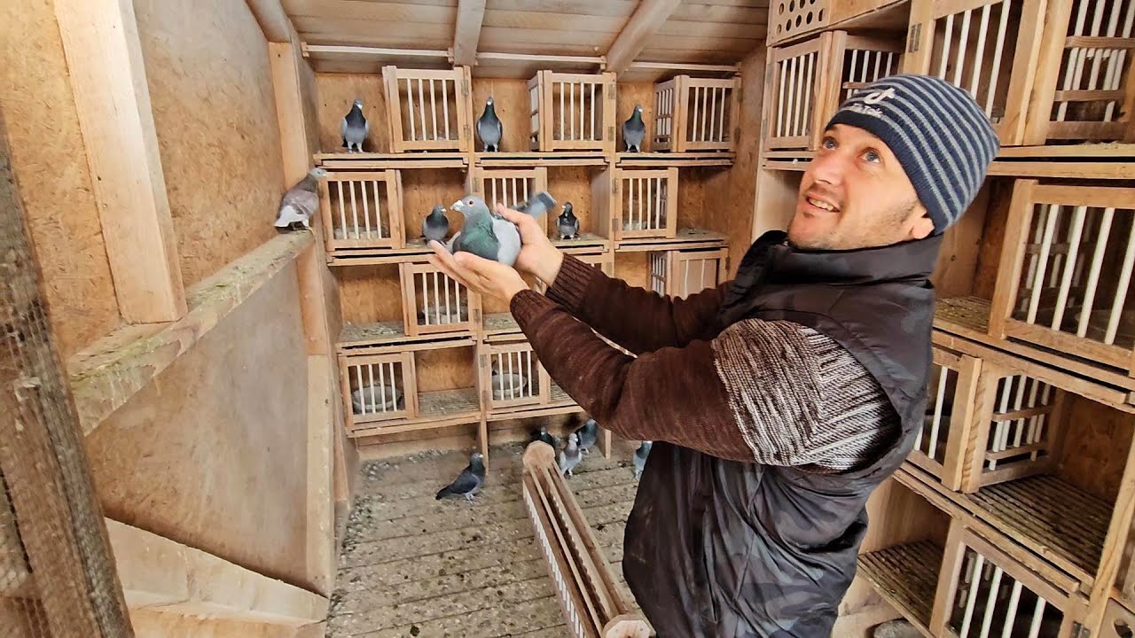 PASIUNEA LUI CATALIN PENTRU PORUMBEI ESTE FOARTE VECHE!PREZENTAREA PORUMBEILOR DIN GOSPODARIE.