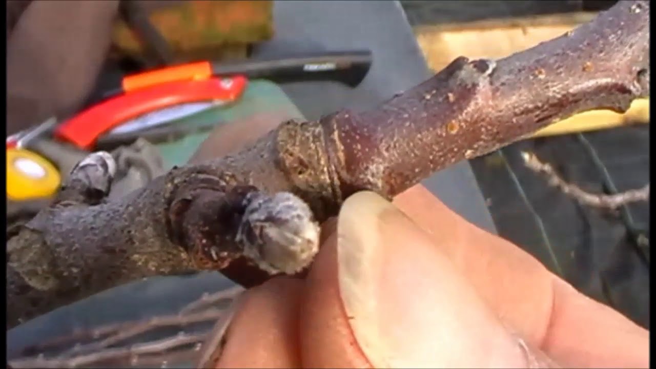 Collecting scion wood for grafting onto your fruit trees
