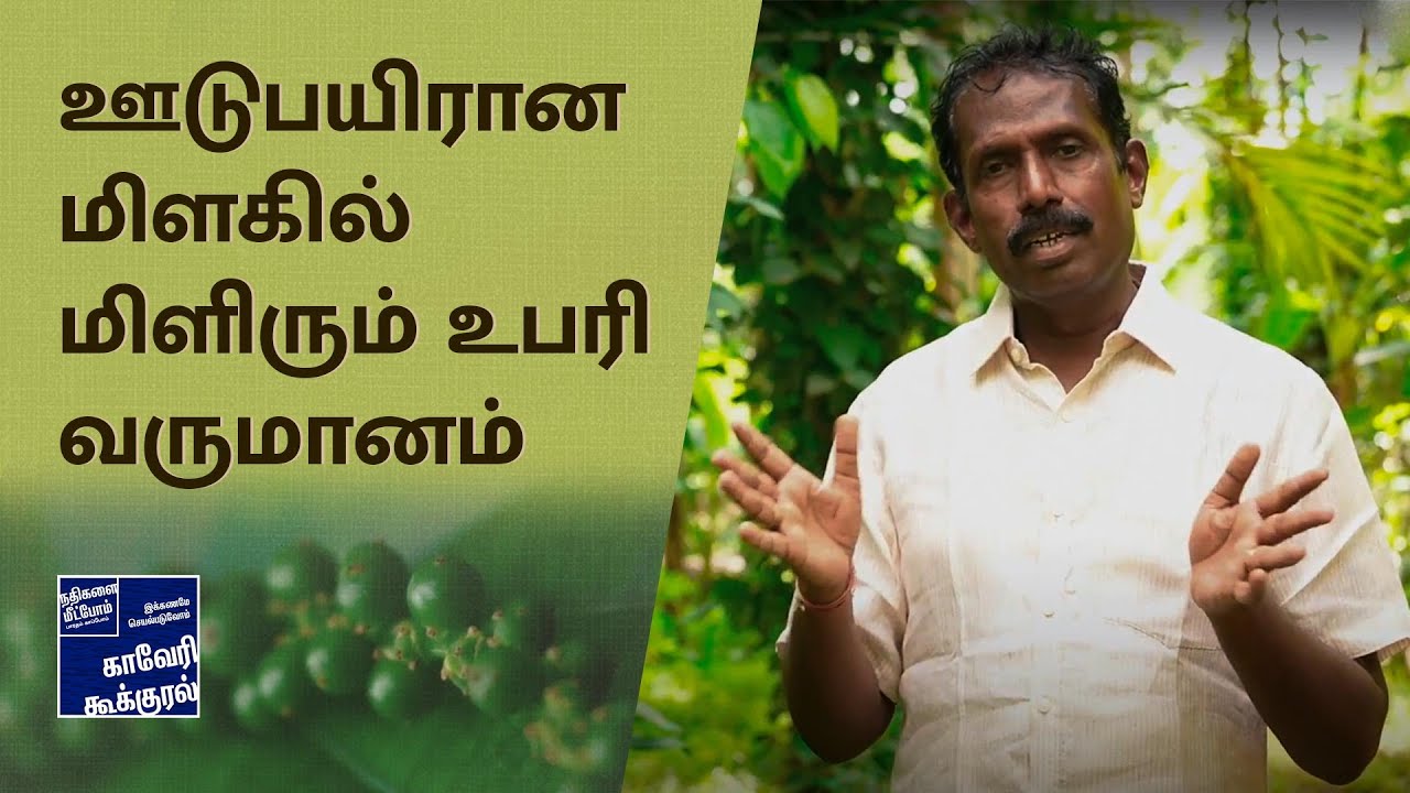 சமவெளியில் சாத்தியமான தென்னை மிளகு கூட்டணி