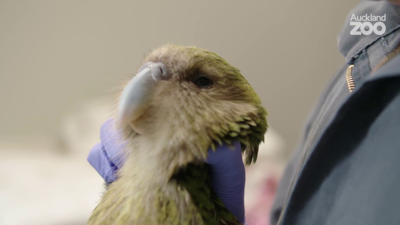 Kākāpō care at Auckland Zoo's vet centre