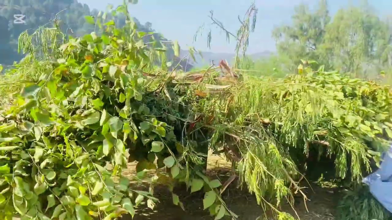 Goats farming❤️