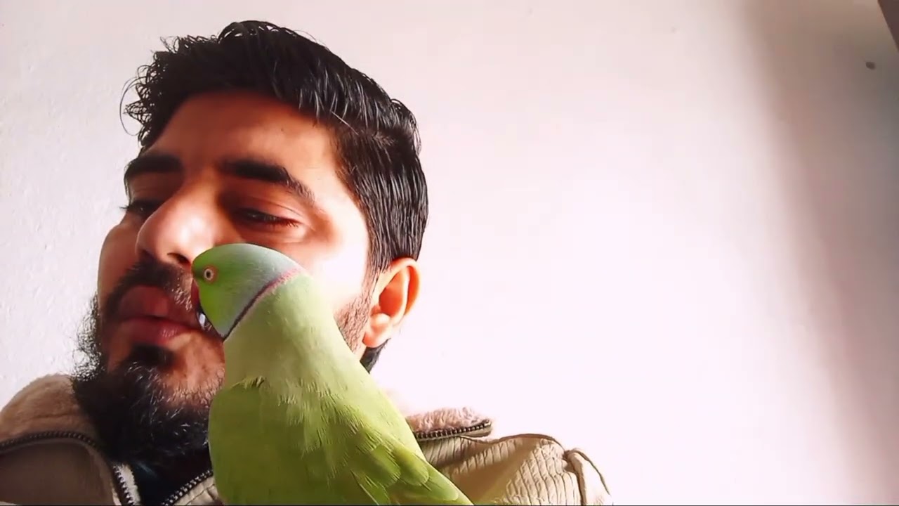 🦜 Mitthu Mitthu Talking Parrot | Cute Parrot Video