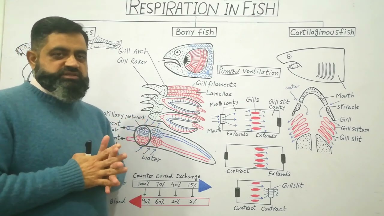 Structure of Gills Urdu /Hindi medium @Prof. Masood Fuzail#respirationinfish #anatomyofgills