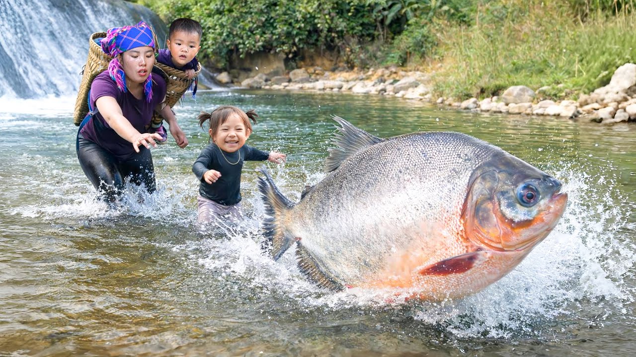Amazing Fishing Skills: Catching 2000kg+ Monster Carp, Giant Catfish & Tilapia by Hand in Waterfall