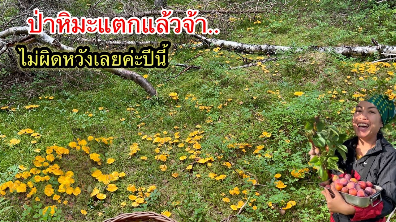 #51 сломался. Снежный лес никогда не разочаровывает. Каждый год их много. 31.08.23