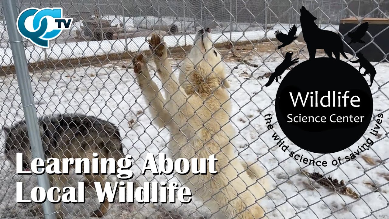 Meeting Minnesota's Largest Wolfpack! | Wildlife Science Center PSA | QCTV