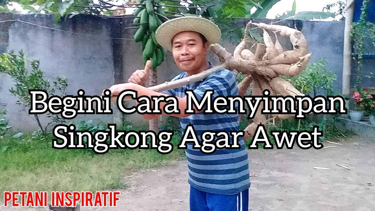 Cara Menyimpan Singkong Rengganis Agar Tahan Lama