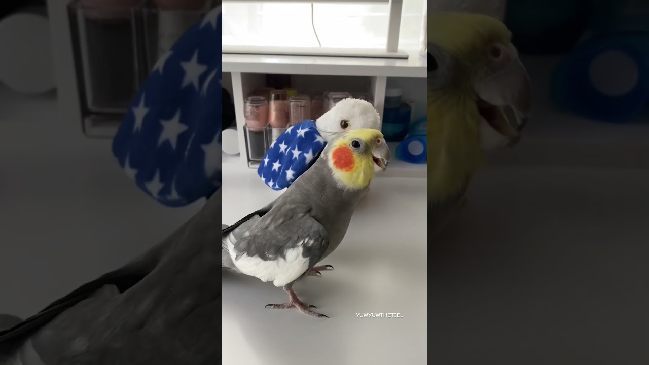 Yums Sings His Baby Bird Song #bird #cockatiel #parrot #yumyumthetiel