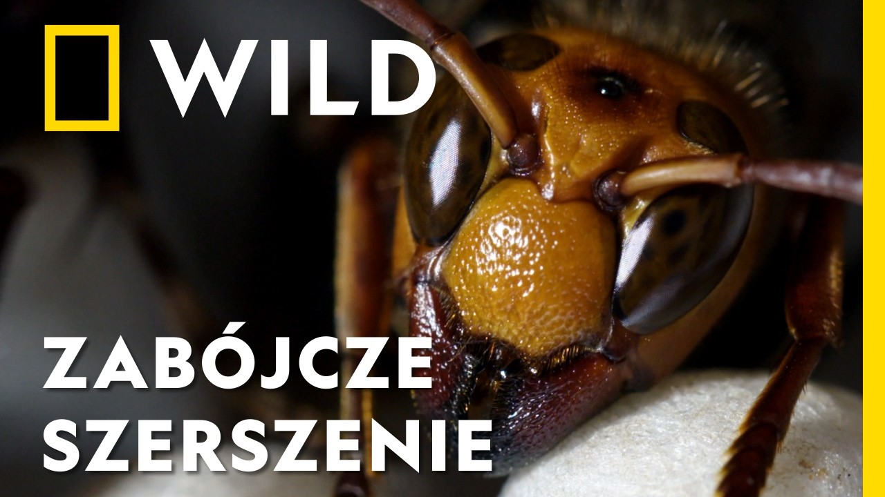 Albo zabiją, albo zostaną... ugotowane! Te mordercze starcia was zaskoczą | Zab&oacute;jcze szerszenie Azji
