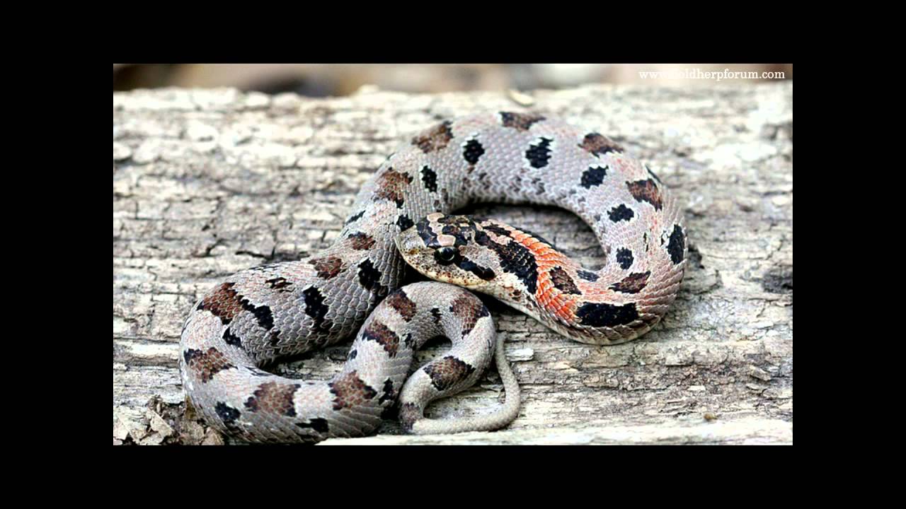 Spreading Adders? Ecology and Natural History of the Eastern Hog-nosed Snake