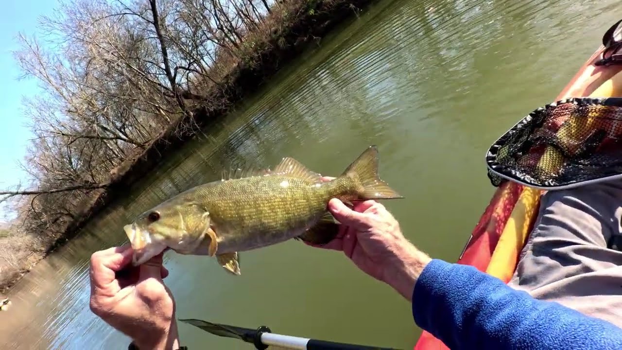 Late November creek smallmouth and 6 bald eagles