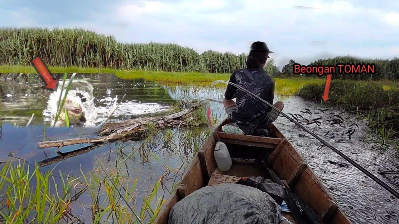 GILAA !! SAMBARAN PADAT SAAT CASTING IKAN TOMAN DAN GABUS DI KAWASAN HUTAN PEDALAMAN RIAU #AS-246