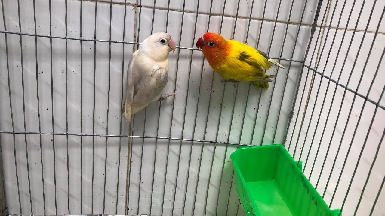 HƯỚNG DẪN NUÔI LOVEBIRD ( vẹt mẫu đơn ) SINH SẢN |QuangVinhBetta