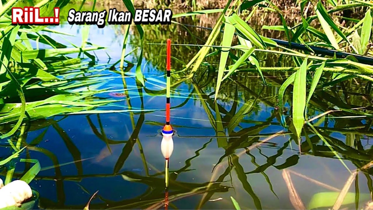 Mancing Liar Di Rawa Dapat Banyak Ikan Nila Babon Besar Umpan Turun Langsung Sambar