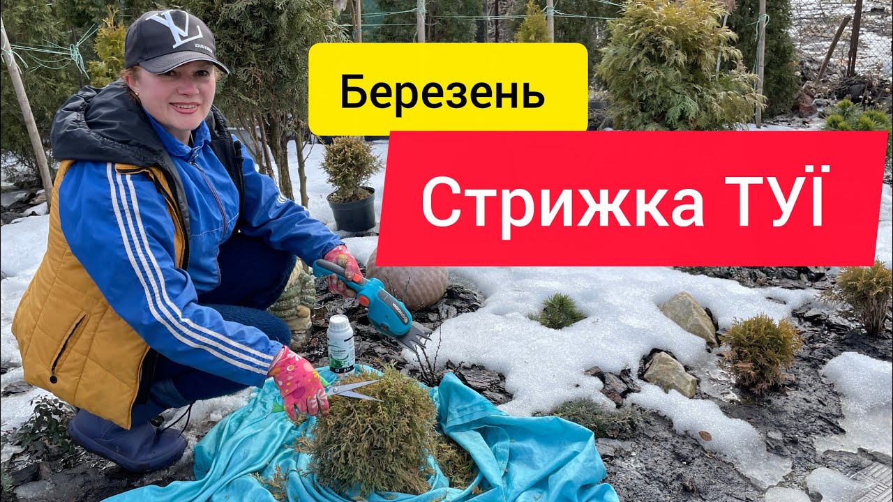 Стрижка ТУЇ в березні. ВАЖЛИВО!!!Туя Рейнгольд. 