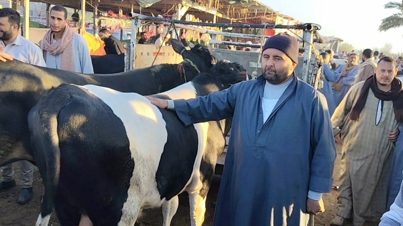 اسعار العجول الذكوره اللحم البقري مع عبده العطار في سوق ابو هواش تبع المحموديه بحيره يوم 25/12/2025