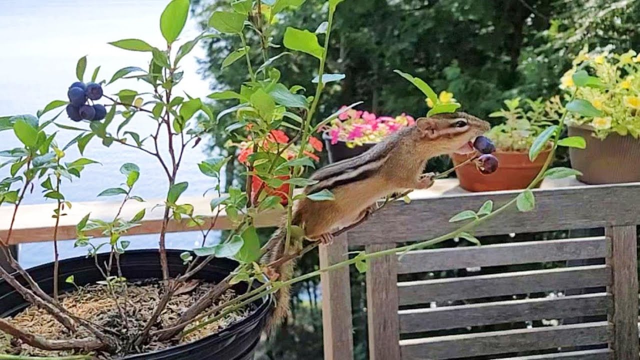 집에서 키운 블루베리 열매를 본 다람쥐 친구들 반응은? What Will A Chipmunk Do With A Potted Blueberry Plant?