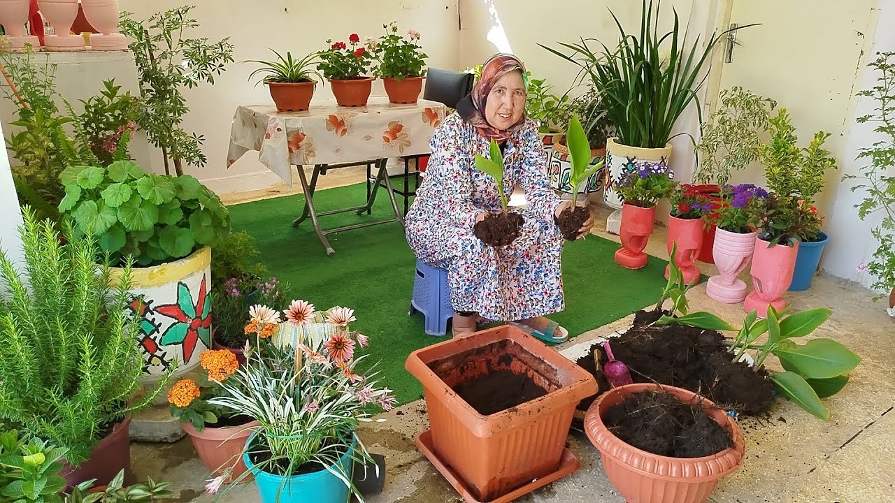 نبتة الكنا الهندية معلومات كثيرة عليها طريقة الإكثار مع أمي إيطو