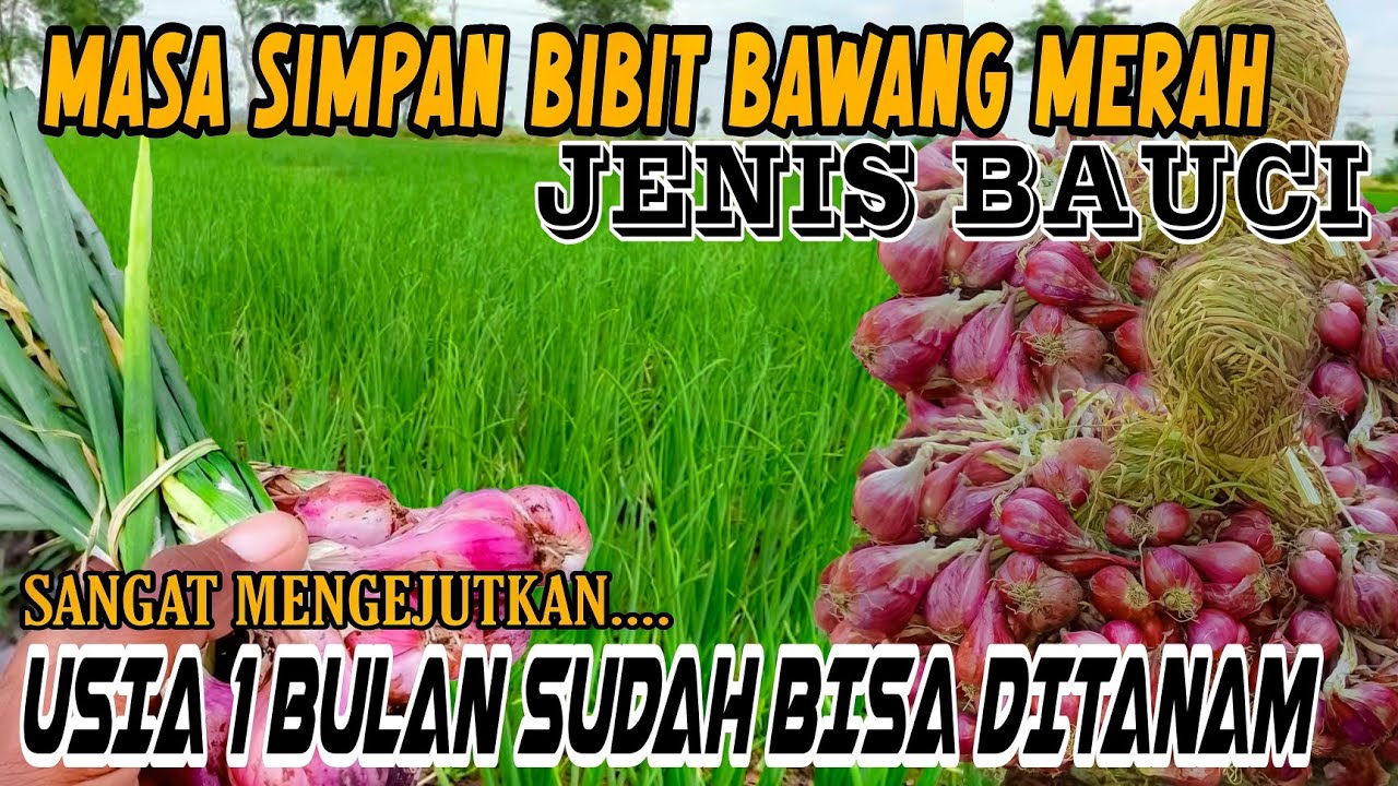 WAJIB TAU⁉️🔴BAHAS TUNTAS⁉️USIA IDEAL TANAM BAWANG MERAH BAUCI‼️