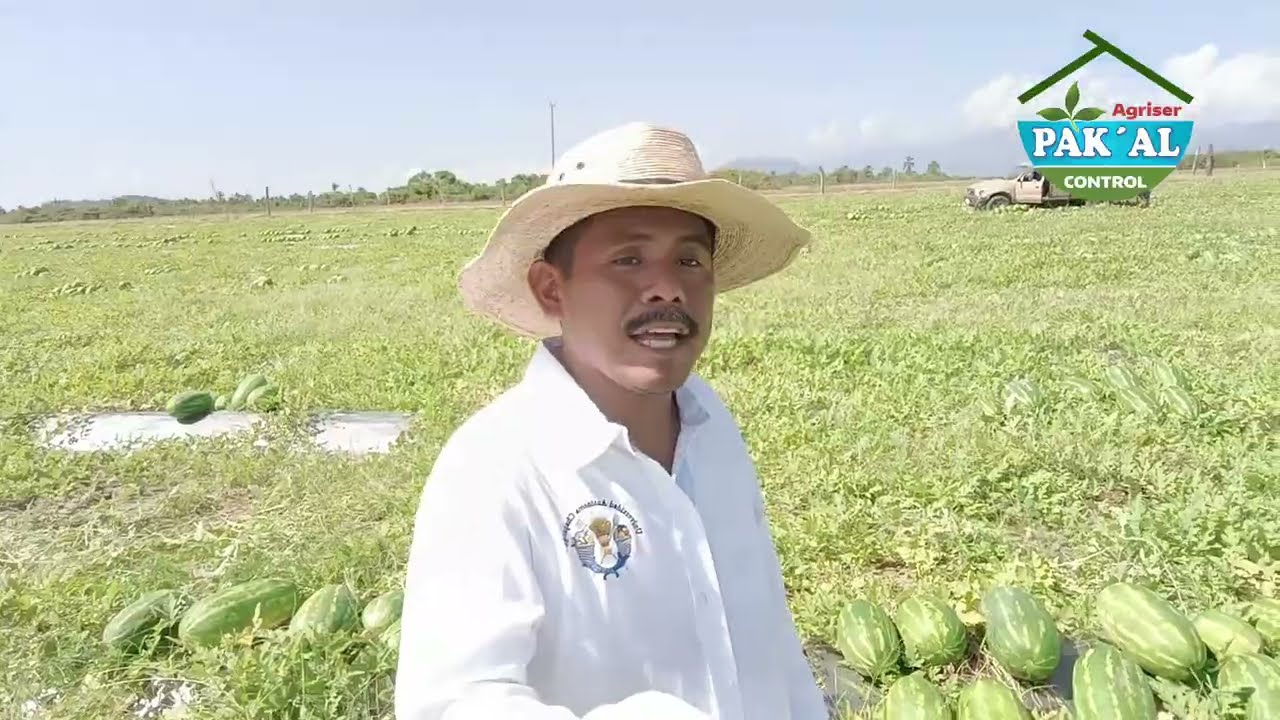 Cosecha de sandía, explicación interesante. 