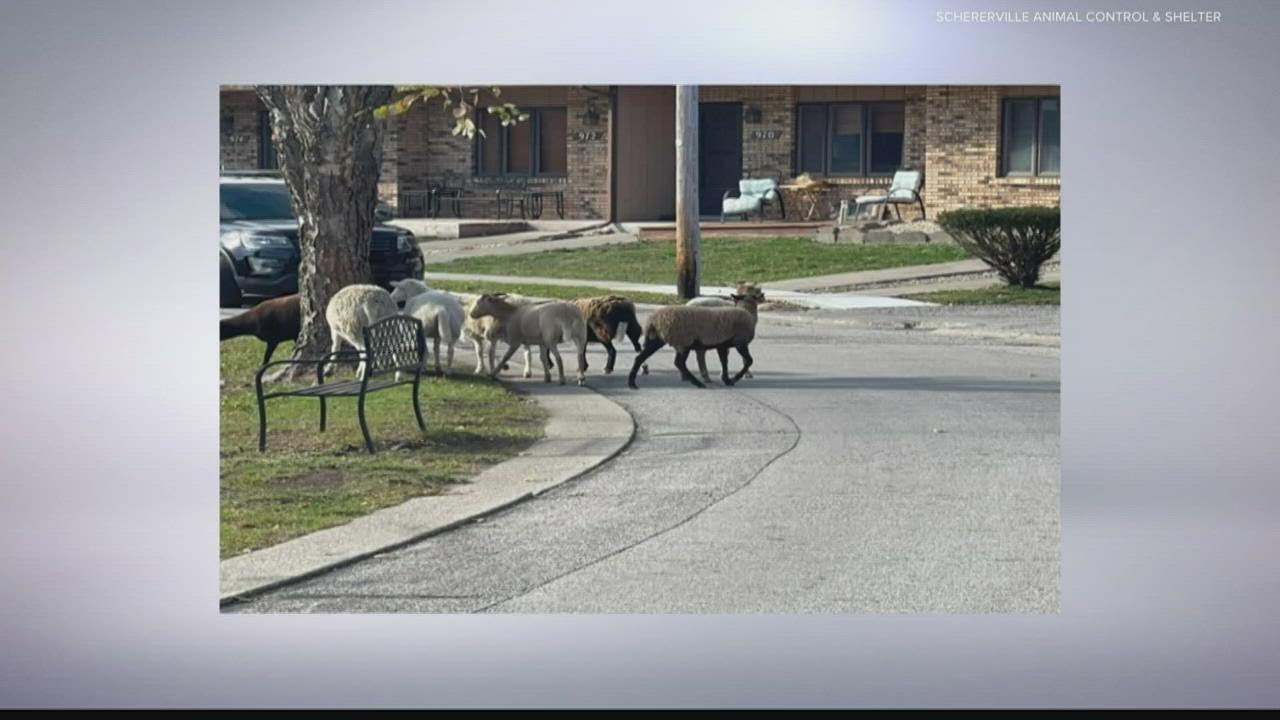 Animal control deals with unusual missing case in Indiana