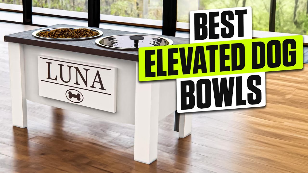 3 BEST Elevated Dog Bowls for Large Breeds - Avoid Digestive & Posture Issues!