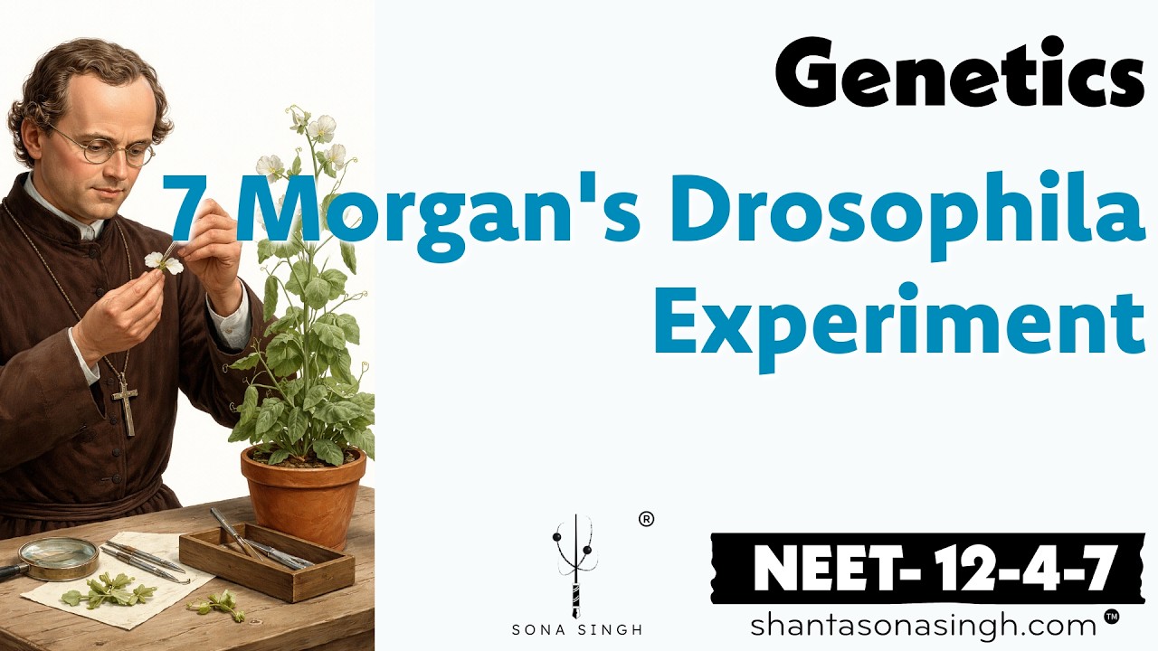 Morgan's Experiment on Drosophila | Genetics 7 | NCERT Mapped NEET Biology