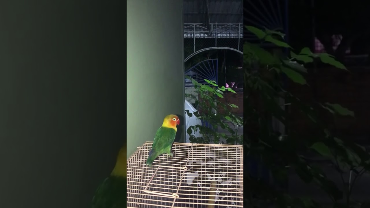 Lovebirds #parrot #bird #parrots #parrotsofinstagram  #life #lovebird #instabird #birdphotography