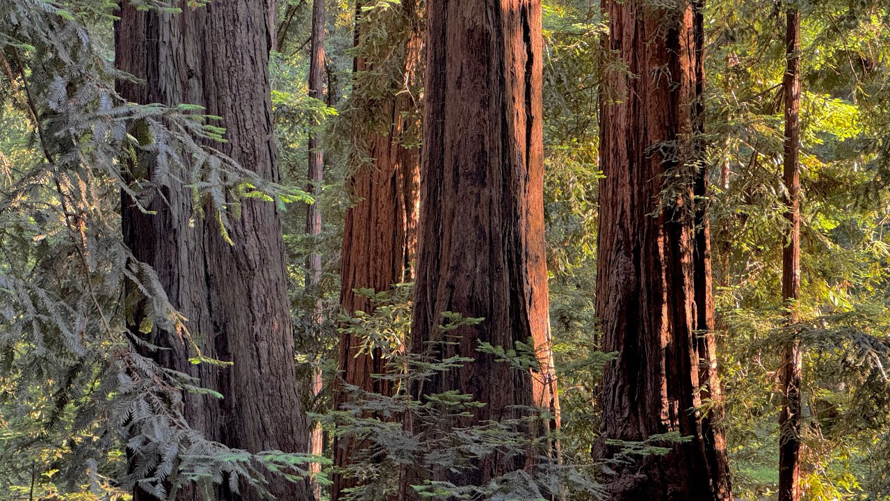 Big Sur Campground & Cabins Site Tour