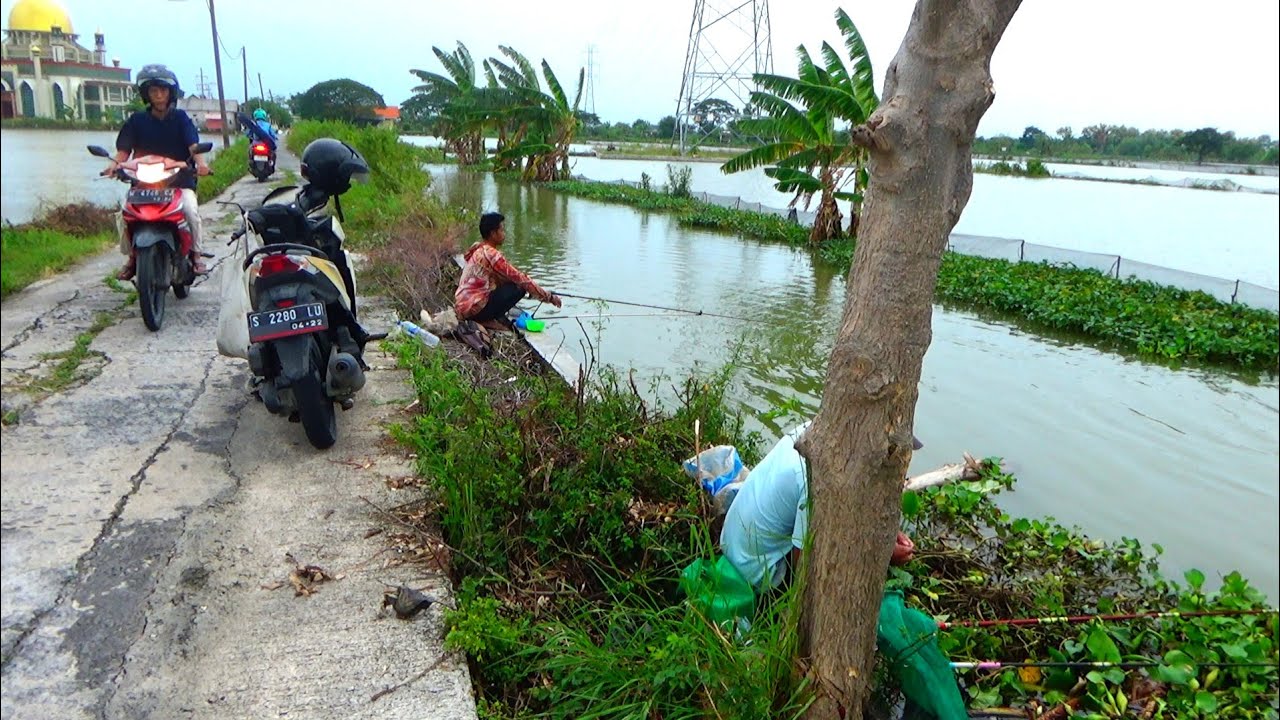Edan...! Pemancing dari Jombang Mojoagung mancing disini dapat banyak ikan mas 