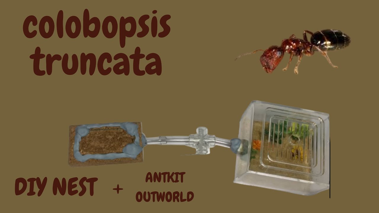 My NEW Colobopsis Truncata Colony