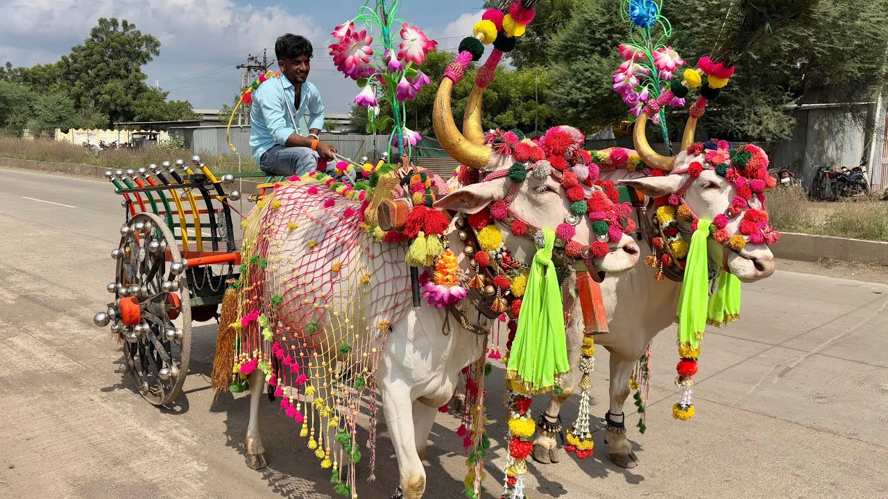 बैलगाडी जबरदस्त सजावट |  bullock cart decoration video | pashu premi 