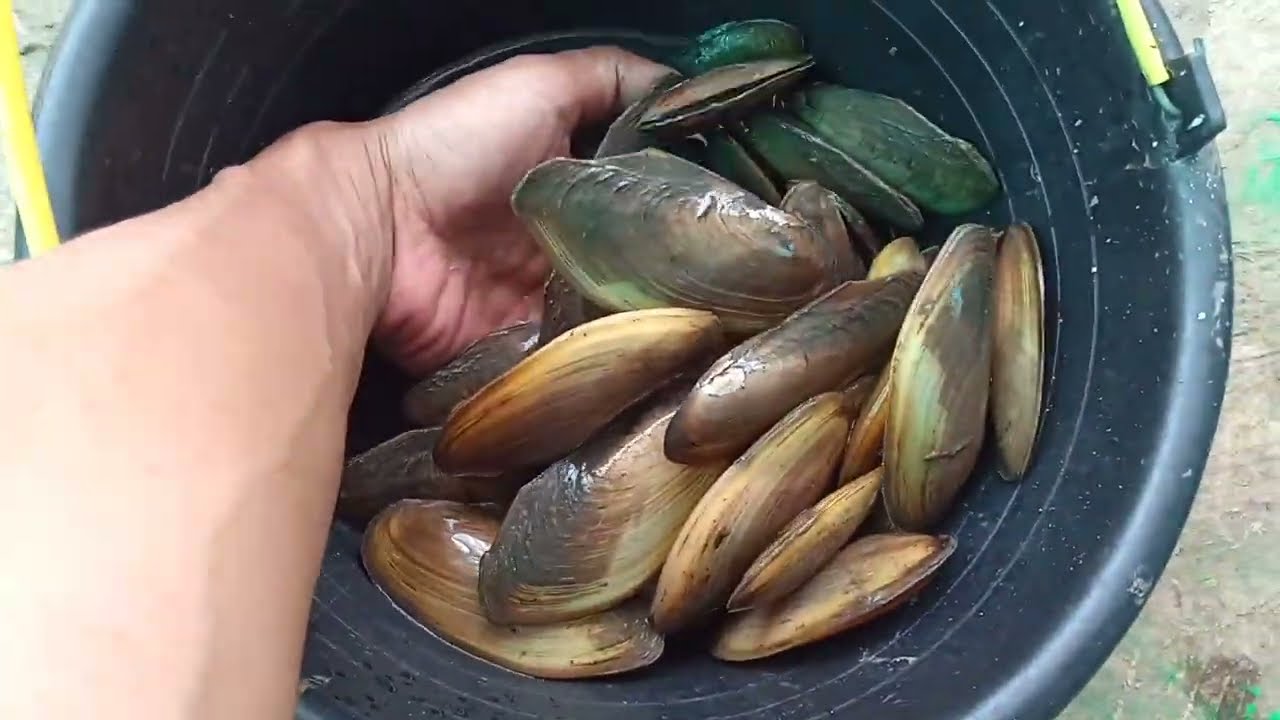 Mencari Kijing di Kolam Pemancingan Ikan