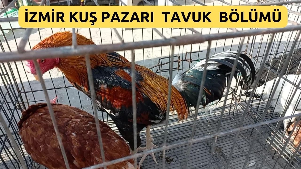 İZMİR KUŞ PAZARI TAVUK BÖLÜMÜ #izmirkuşpazarı 