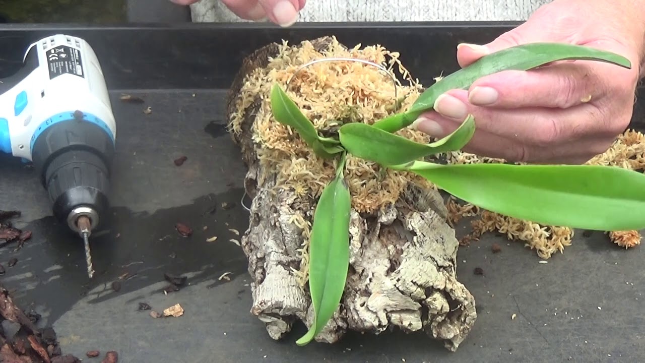 Cattleya dowiana one mounting and one repot