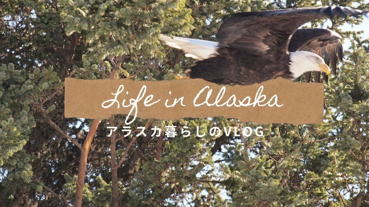 【アラスカ暮らしのVLOG】春の山菜採り（コゴミとデビルズクラブ）｜プチ農業（ラズベリーとルバーブ）/Spring edible plants｜Mini farm
