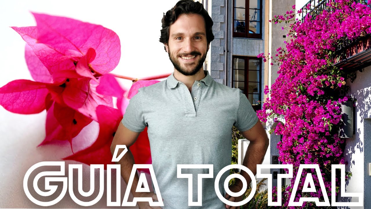 Cuidados Buganvilla en Maceta 🌷 Planta TREPADORA con Flores 🌷 Trinitaria o Veranera