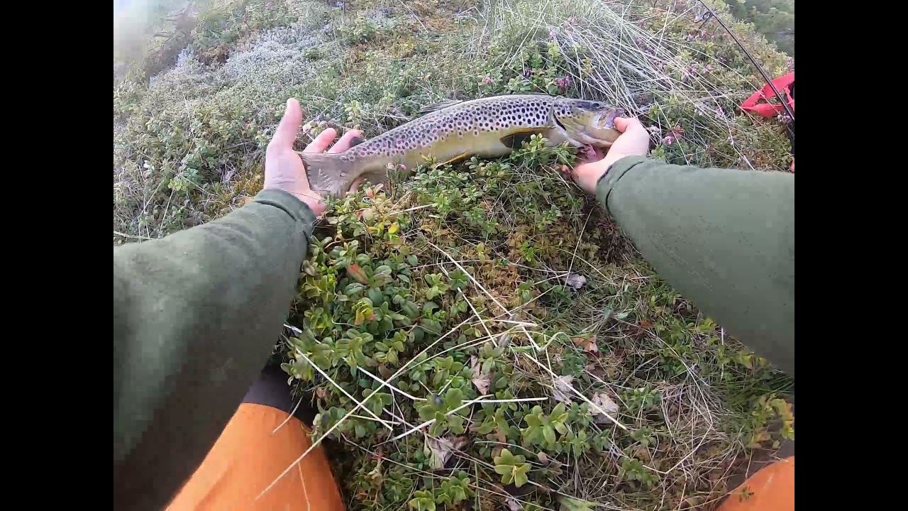 Trout fishing - Norway 2021